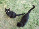 Black Pearl Cats Photo: Black Cats