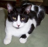 APL shelter cat Photo: Kitty