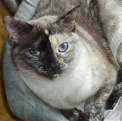 APL Shelter Cat Photo: Cat3