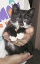 APL Shelter Kitten Photo: Kitty